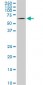 AKT1 Antibody (monoclonal) (M03)
